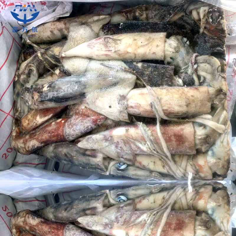 Frozen Squid Whole Round