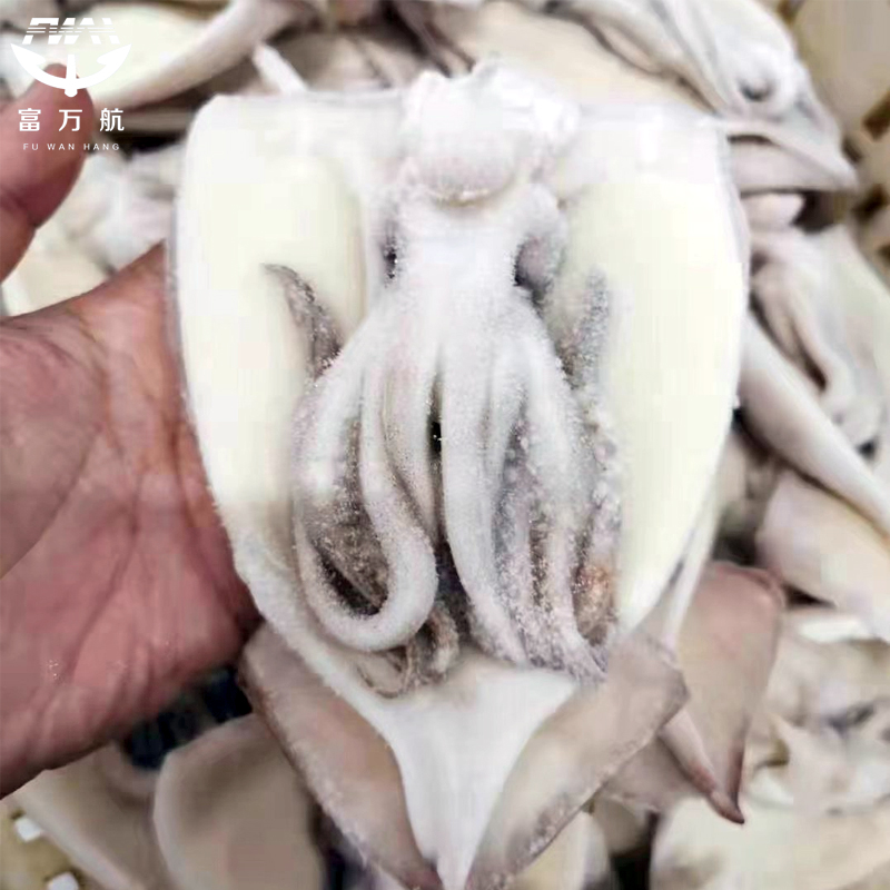 Frozen illex squid gutted