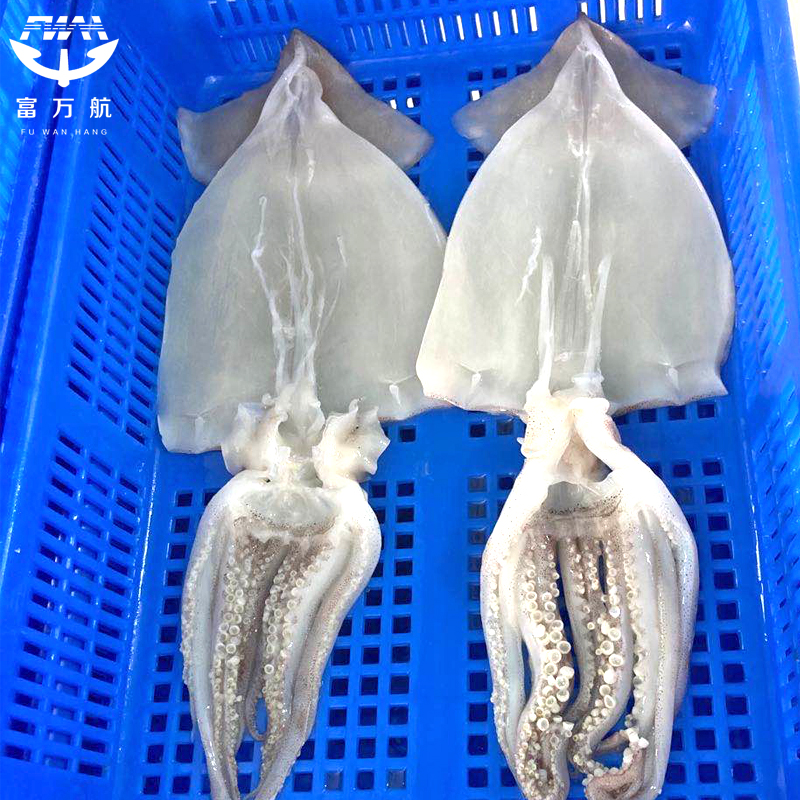 Frozen illex squid gutted