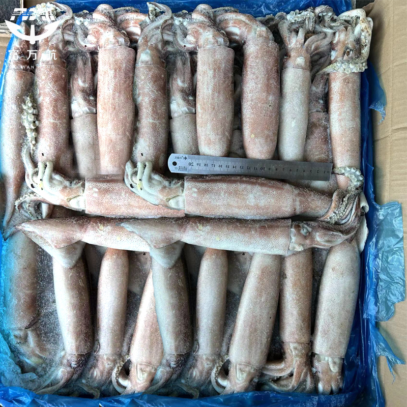 High Quality BQF Loligo Squid