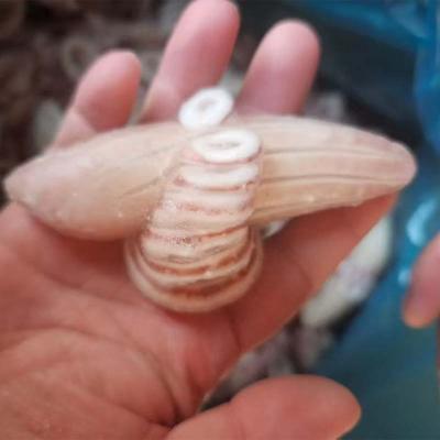 Frozen Seafood Indian Ocean Squid Wing Flower