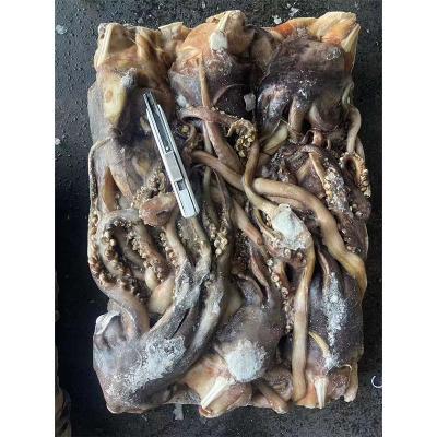 Frozen Seafood Giant Squid Tentacle Squid Head