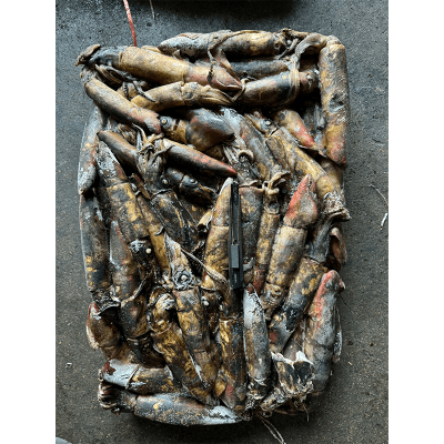 New Stock Frozen Seafood Black Squid