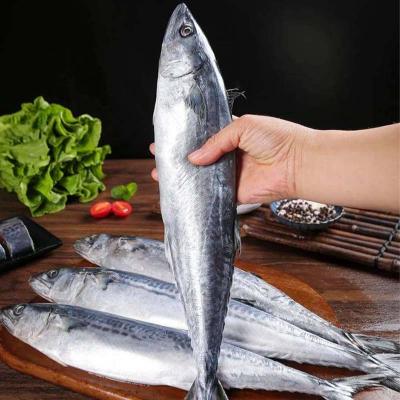 Japanese Frozen Seafood Pacific Saury Fish