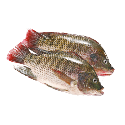 Frozen whole tilapia fish seafood manufacturer