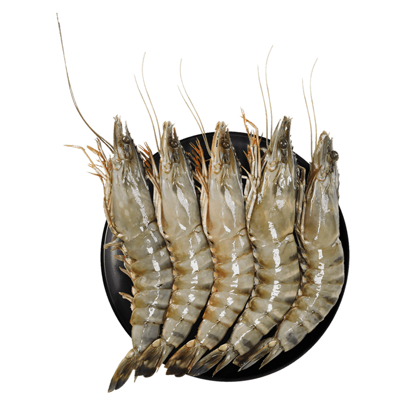 Shrimp